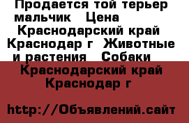 Продается той-терьер мальчик › Цена ­ 8 500 - Краснодарский край, Краснодар г. Животные и растения » Собаки   . Краснодарский край,Краснодар г.